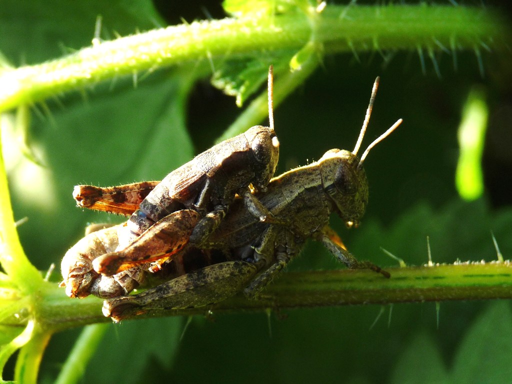 ortotteri accoppiamento